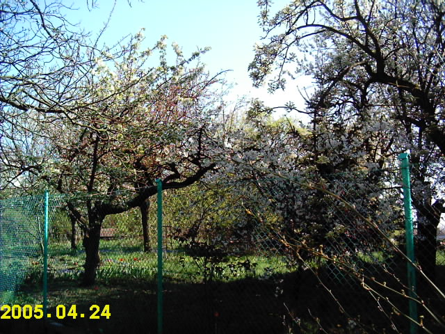 ogród before